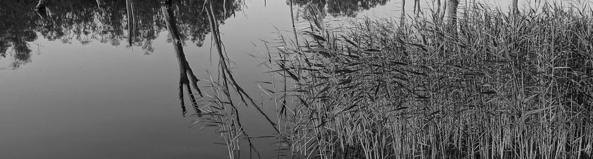 Reeds by river