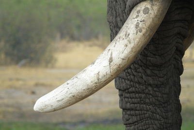 Image of elephant with ivory tusks