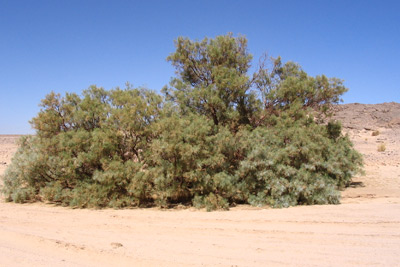 tamarisk tree